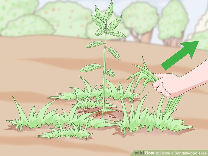 Grow a Sandalwood Tree Step 11.jpg
