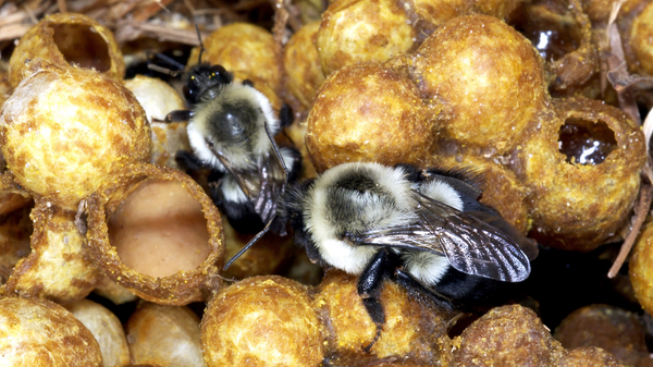 A new study is adding to evidence that a popular class of pesticides can harm wild bees, like bumblebees.