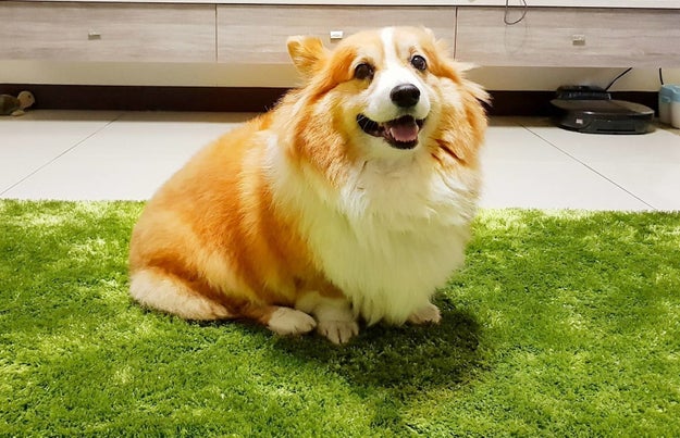 This is Kuma the corgi. He is 9 years old and lives in Kaohsiung, Taiwan.