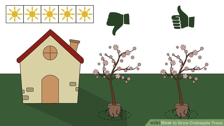 Grow Crabapple Trees Step 10.jpg