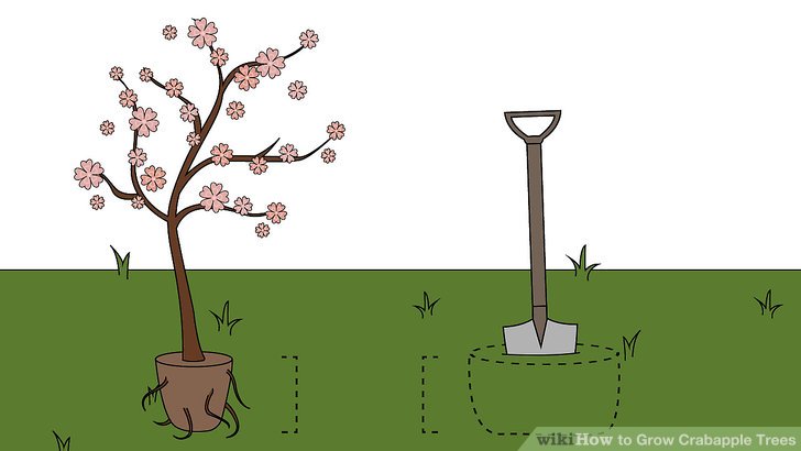 Grow Crabapple Trees Step 12.jpg