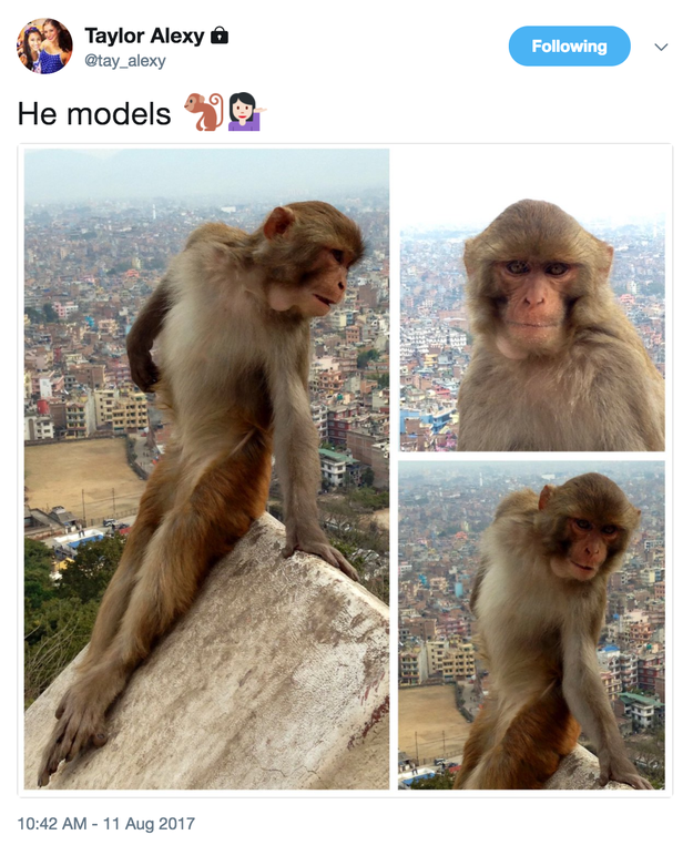 This monkey, who is completely obsessed with his Instagram account.