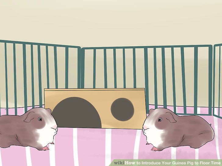 Introduce Your Guinea Pig to Floor Time Step 8.jpg