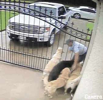 mailman-dog-lover-home-security-camera-video-texas-2