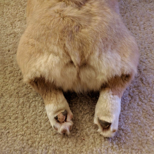The carpet matches the sploot.
