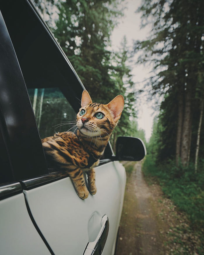 Adventures-suki-the-cat-canada