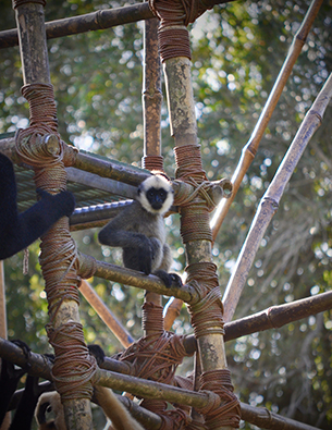 Wildlife Wednesday: Meet Harper, One of the Gibbons at Disney's Animal Kingdom