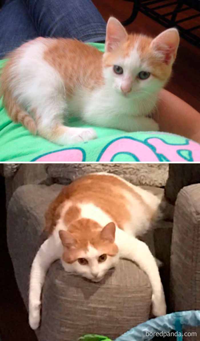 Ginger Then And Now