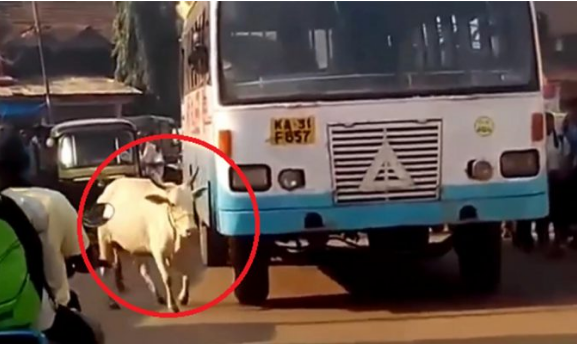 Pelik apabila seekor lembu mengekori sebuah bas setiap hari. Hanya bas itu yang lembu ini ikut sehinggakan tuan bas ini sudah mengecat warna lain pada bas itu tapi lembu ini tetap ikut. Selepas disiasat, rupa²nya bas itu telah menyebabkan...... Ada Video :-( :-(