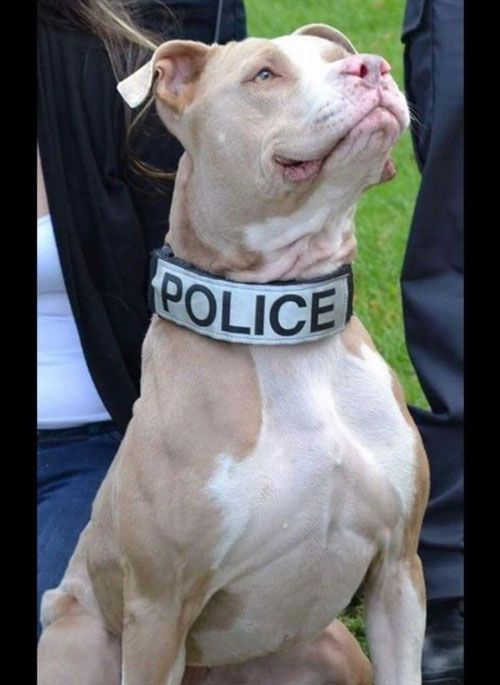 NYPD's first pitbull police dog