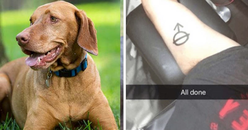 Guy gets same tattoo as his dog without checking its meaning, and hilariousness ensues.
