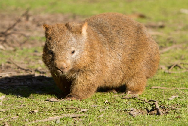It takes a wombat two weeks to fully digest its food.