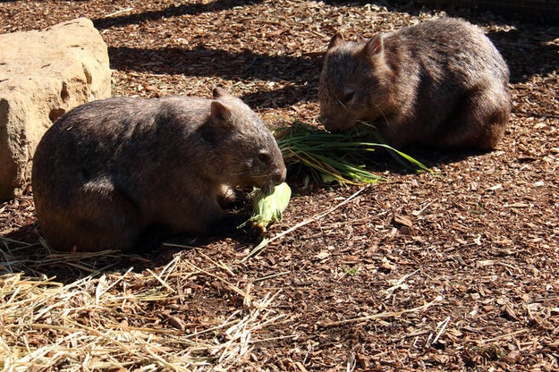 Wombats are herbivores. They mostly eat grass but sometimes eat roots, shrubs and bark.