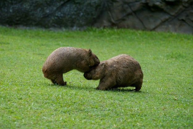 A group of wombats is called a mob or a colony.
