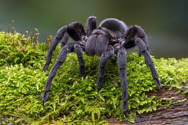 You've all heard of spiders and tarantulas, yeah? You know, those things that frighten humans who are a gazillion times bigger than them?