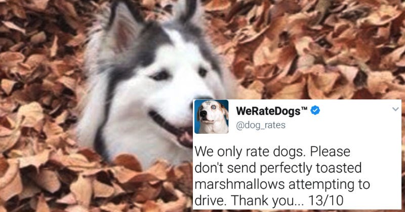 Funny and entertaining tweets that left us laughing from WeRateDogs Twitter account.