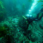 A diver finds Winfield Scott’s paddle wheel bracing on the seafloor among kelp. (Photo credit: Robert Schwemmer/NOAA)