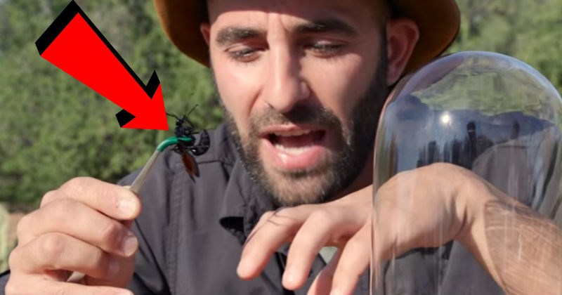 Video of outdoor wilderness guy, willingly getting himself stung by a tarantula hawk on camera.