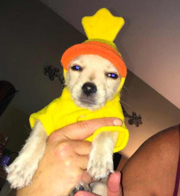 This duck doggy, who's unimpressed with this current look.