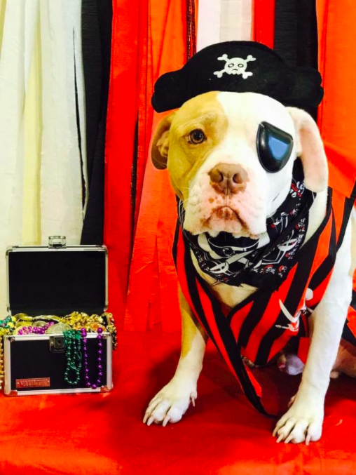 This pirate pupper, who seriously cannot wait until November 1.