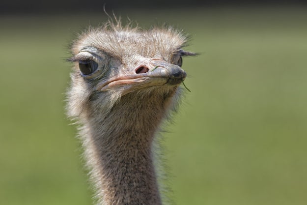 An ostrich's brain is smaller than its eyeball.