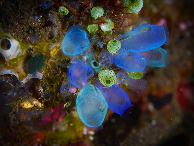 Sea squirts (I know — just, why?) eat their own brains.