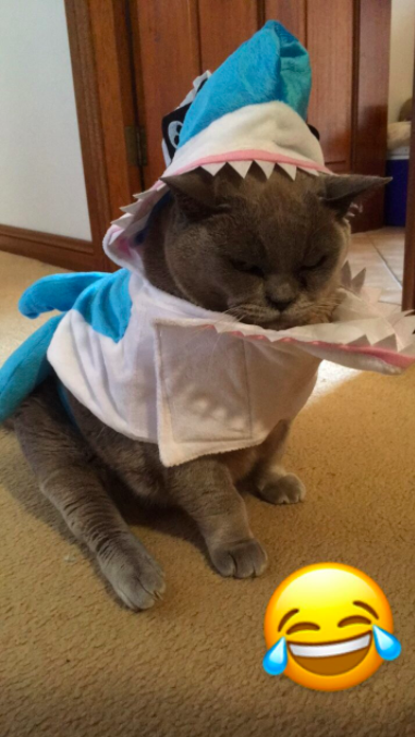 Shark kitten can't even bear to look at himself.