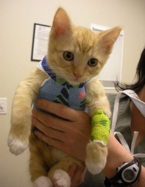 Kitty got a boo boo and the vet made his body cast look like a little shirt and tie