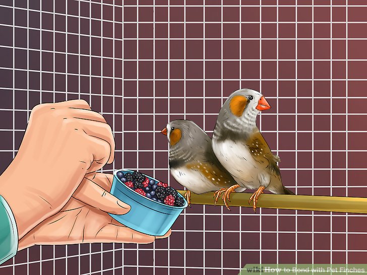 Bond with Pet Finches Step 16.jpg