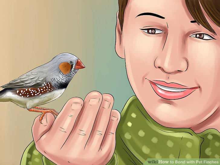 Bond with Pet Finches Step 5.jpg