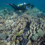 A diver checks out a hill of hard coral at Raine Island