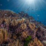 Coral formations reach for the sun on the Great Barrier Reef