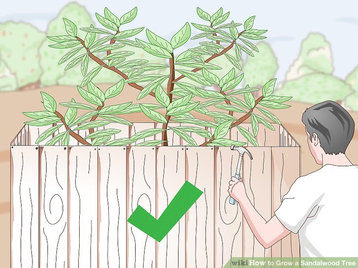 Grow a Sandalwood Tree Step 14.jpg