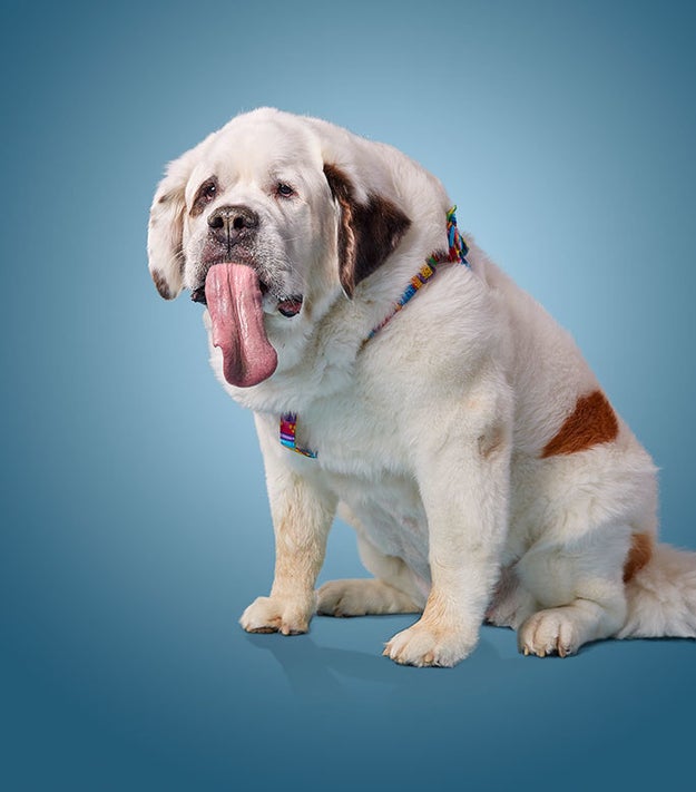 Okay so this is Mochi "Mo" Rickert, a St. Bernard from South Dakota, and she has officially set the Guinness World Record for "Longest tongue on a dog."