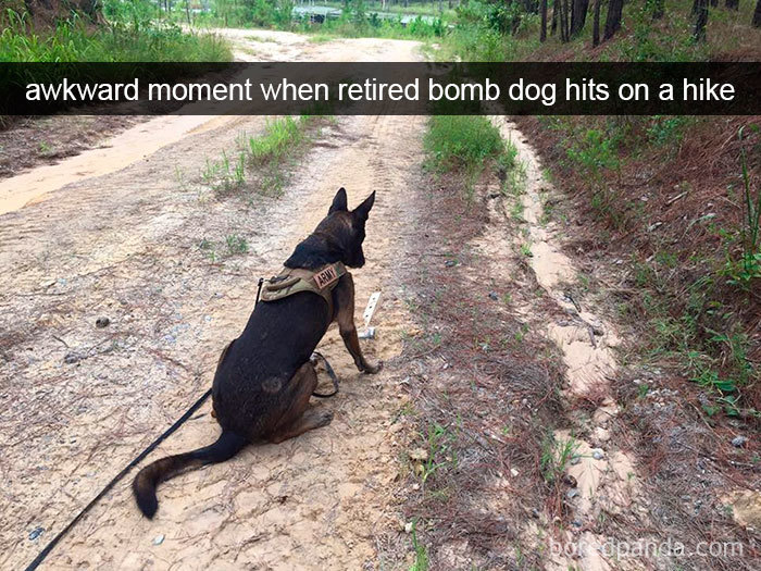 Funny Dog Snap