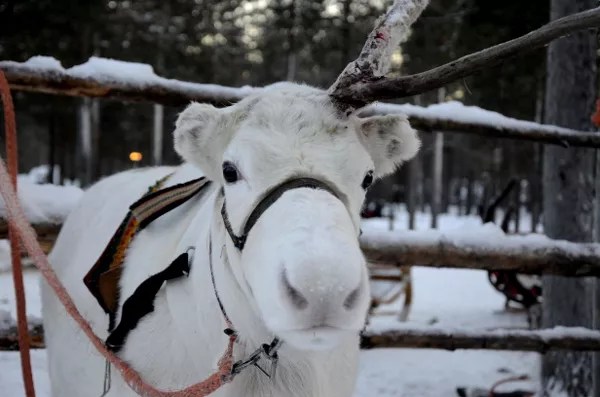 Fotos de Laponia Finlandesa, reno blanco
