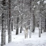 Fotos de Laponia Finlandesa, reno en el bosque