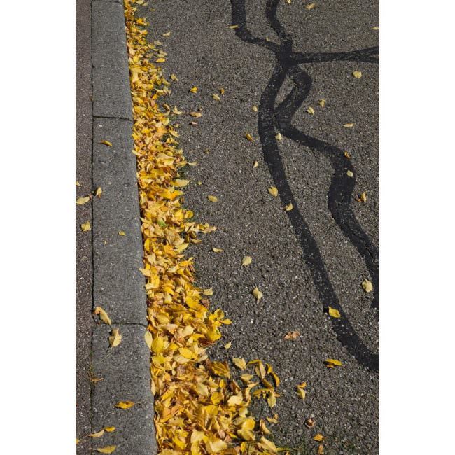 Gelbes Laub an einer Bordsteinkante mit Teerstreifen auf der Straße knapp daneben.