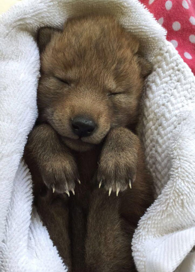 Just a coyote pup taking a nap
