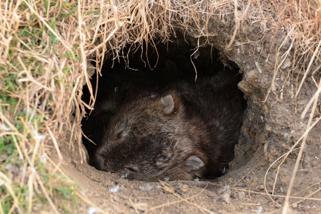 Wombats live in elaborate burrow systems.