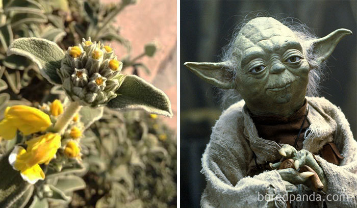 This Plant Reminds Me Of Yoda