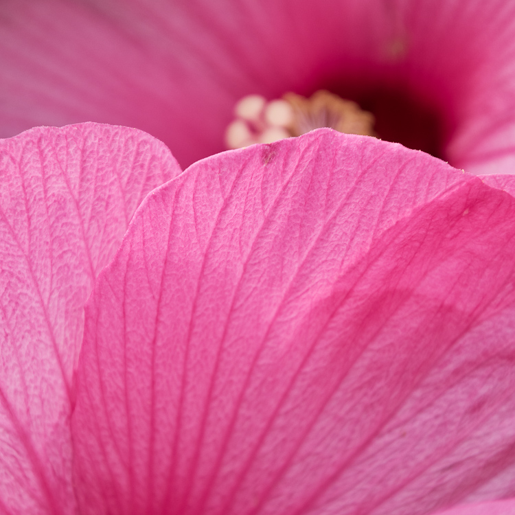 Luminar for beginners - pink hibiscus