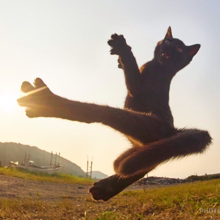 Ninja Cats by Hisakata Hiroyuki