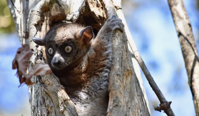 A brown lemur hiding in a tree