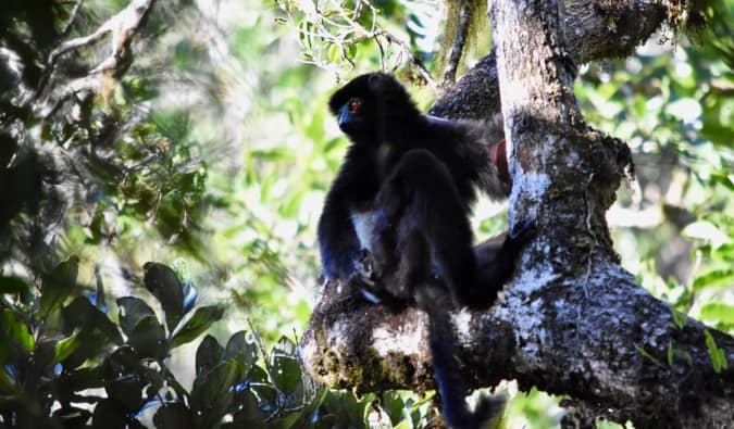 A black lemur in a tree