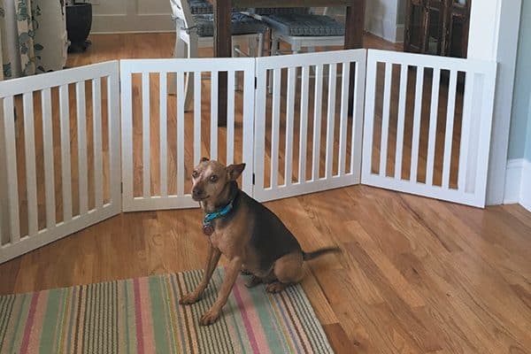 Use a baby gate to keep your dog contained, preferably one that lets your dog see your visitors. 