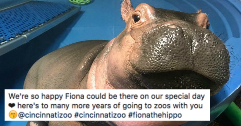 Hippo photobombs a couple's romantic proposal, and the results are hilarious.