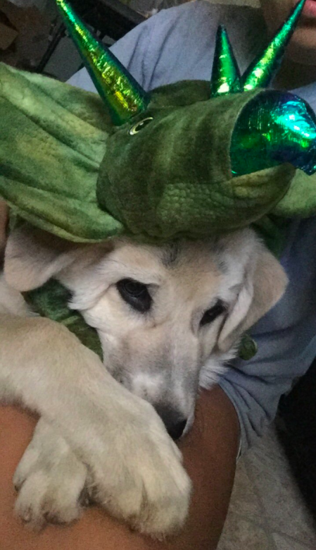 And this poor dragon is afraid of what the other neighborhood doggos will think.