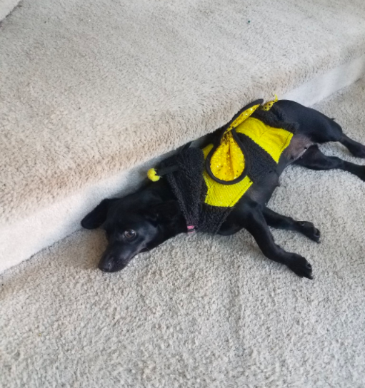 This Bumbledog just wants to know what he did wrong.