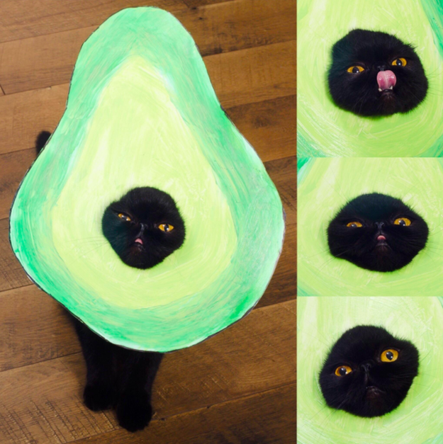 This avocado cat, who just wants to know: why???